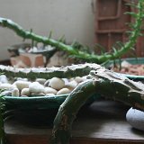 csokos_varga_gyorgyi_2011_enteriorok_foto_zsubori_ervin18